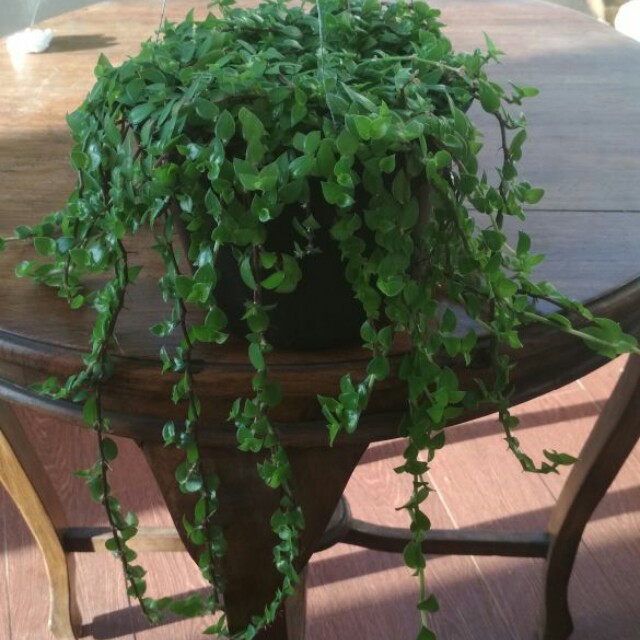 Keren Jual Tanaman  Hias  Gantung  Murah Bunga Hias  Keren Jual Tanaman  Hias  Gantung  Murah Bunga Hias