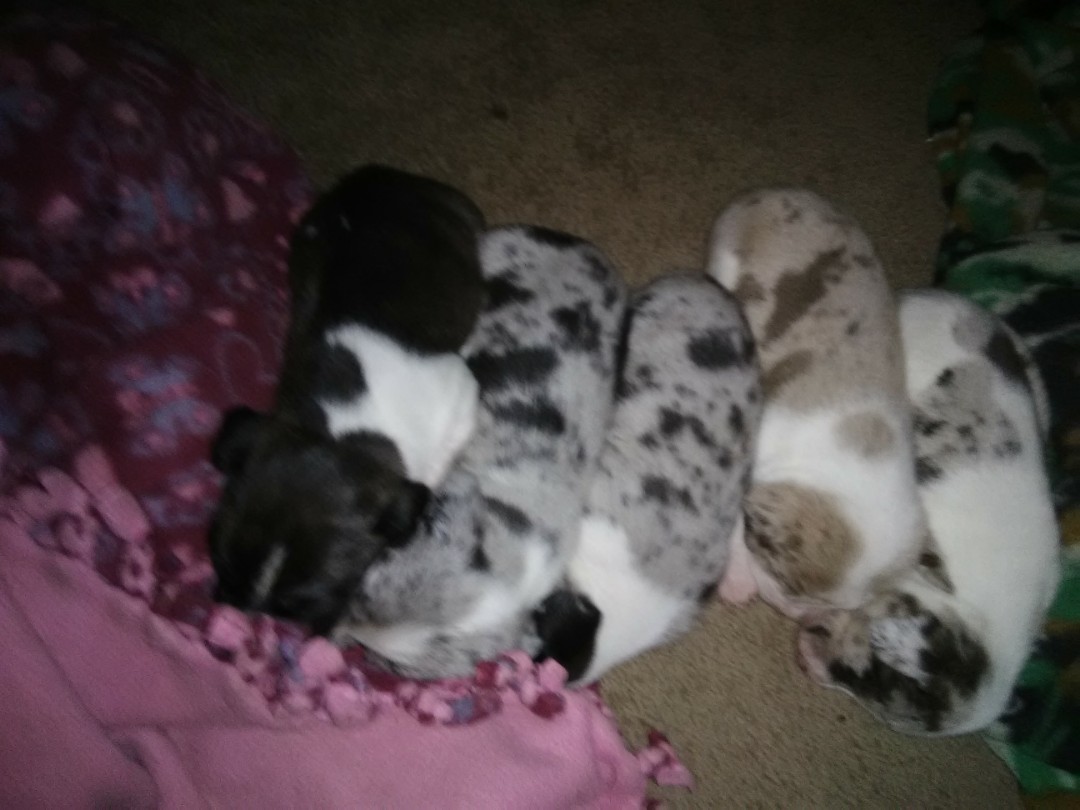 Catahoula top beagle mix