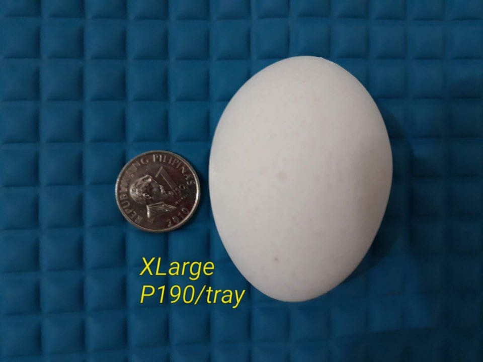 Fresh Eggs (Category: Fresh Produce) located in Cainta. Submitted by trix.trading (Listing ID 162829585, Image 3). Description: Fresh eggs‼️❗️ White and brown eggs from batangas 30 pcs per tray Prices may vary on the quantity ordered.