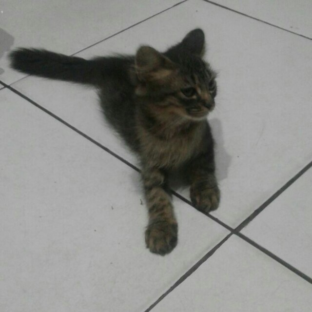 Kucing Persia Himalaya Pet Supplies Accessories On Carousell