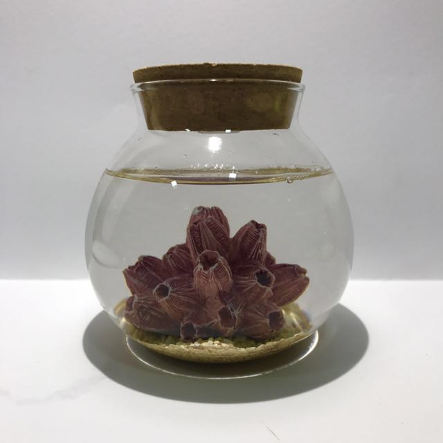 (S) Coral Series (Opae Ula Setup), Pet Supplies, Homes & Other Pet