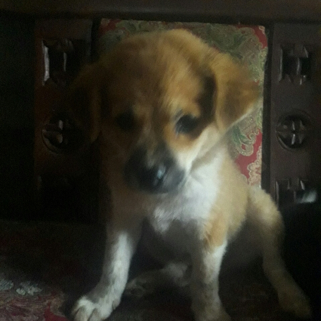 Anak Anjing Kampung Cantik Pet Supplies Accessories On Carousell