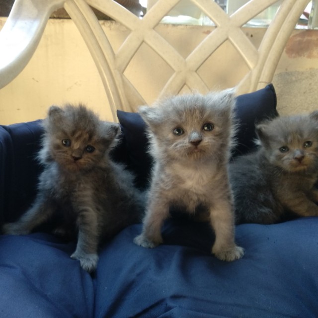 perfect fit modular fleece harness