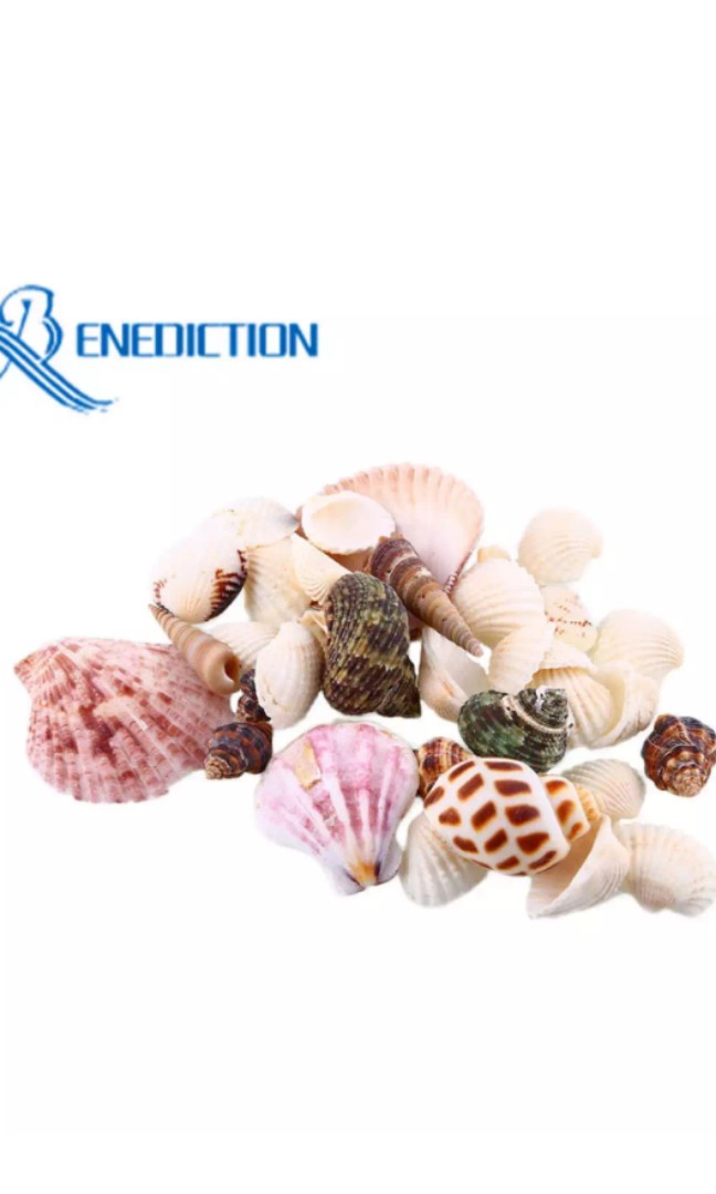 Shells 1 Bag Mixed Mini Sea Shells Shell Craft Sea Shells Aquarium
