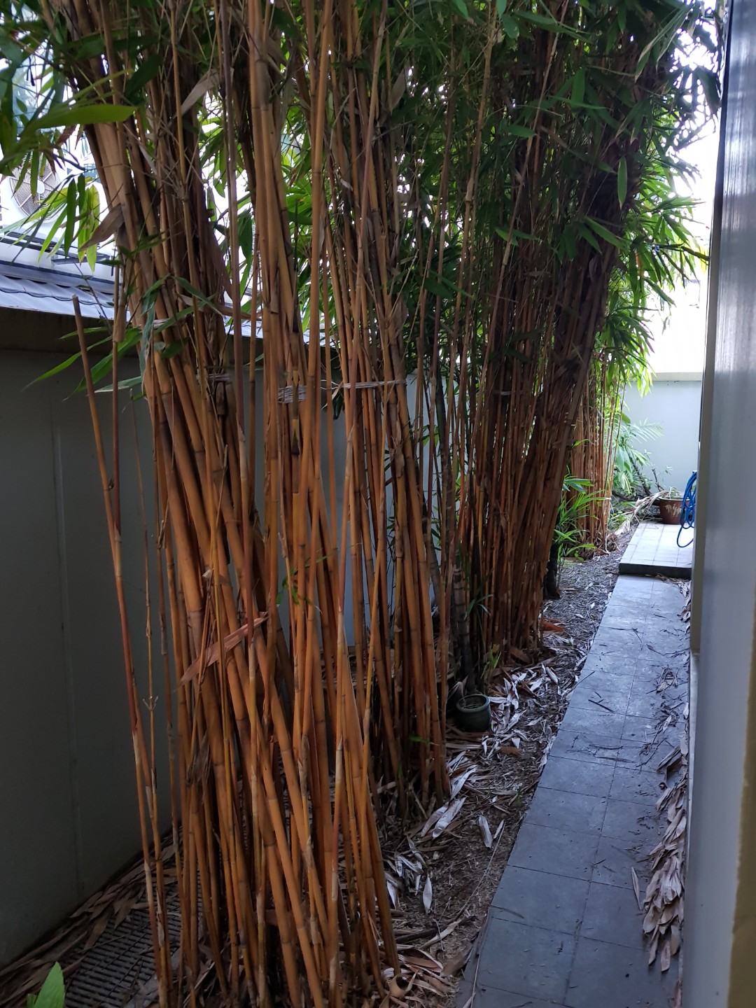 Bamboo tree removal., Furniture & Home Living, Gardening, Gardening