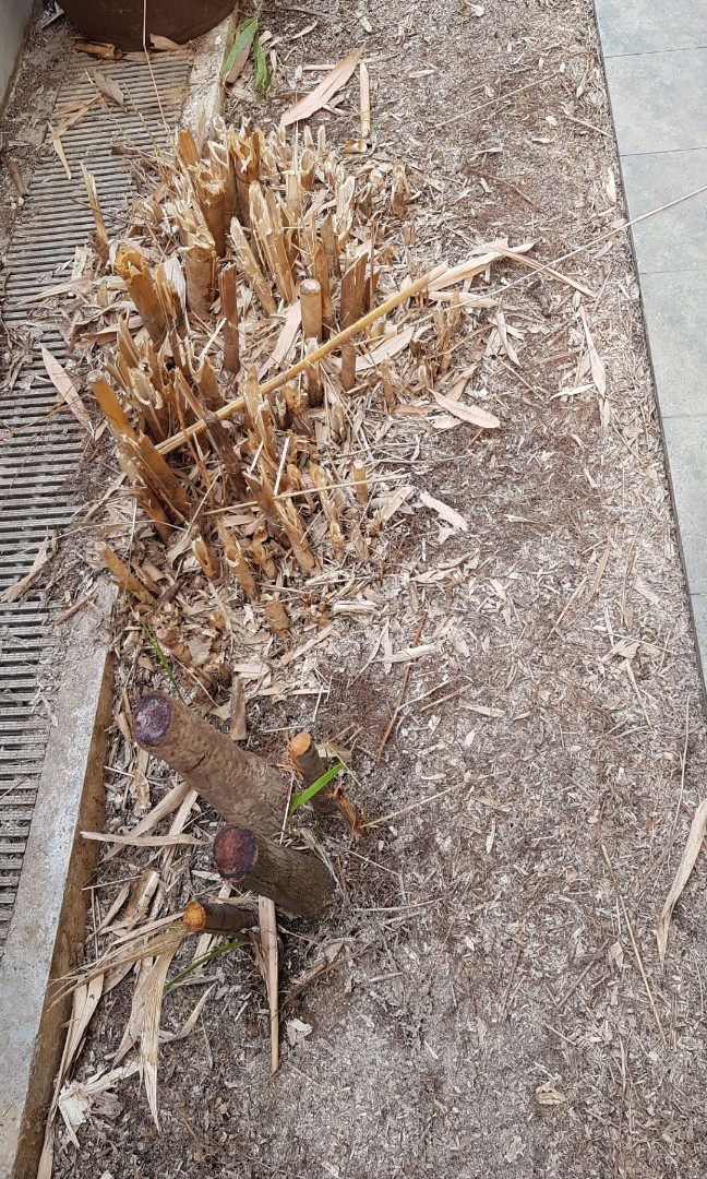 Bamboo tree removal., Furniture & Home Living, Gardening, Gardening