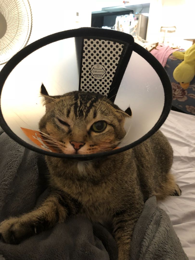 Cats e collar, Pet Supplies, Homes & Other Pet Accessories on Carousell