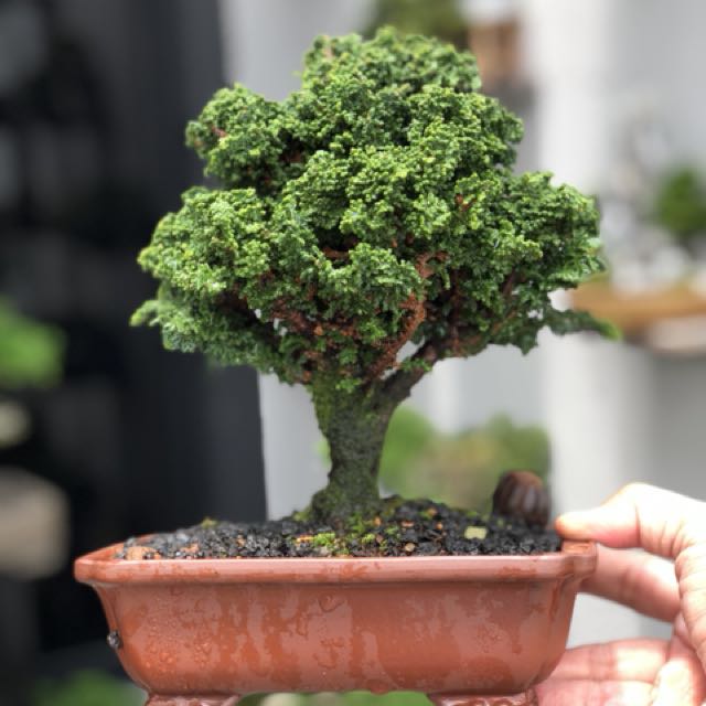 Rare Japanese Sekka Hinoki Bonsai Gardening On Carousell