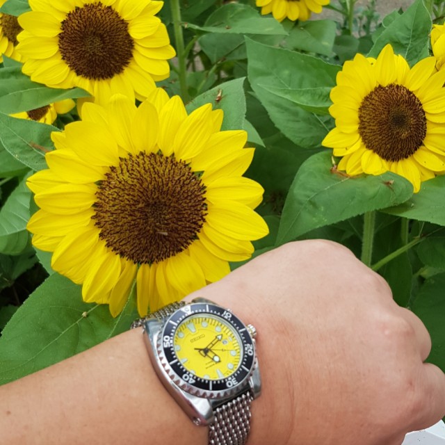 Seiko bfk yellow hot sale