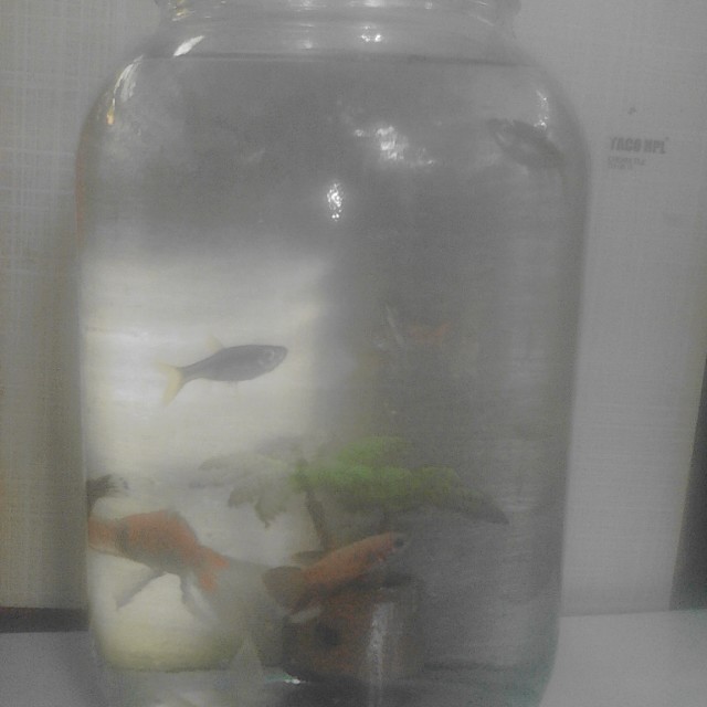 Toples Ikan Hias Pet Supplies Accessories On Carousell