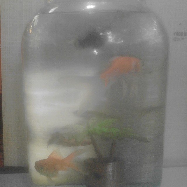 Toples Ikan Hias Pet Supplies Accessories On Carousell
