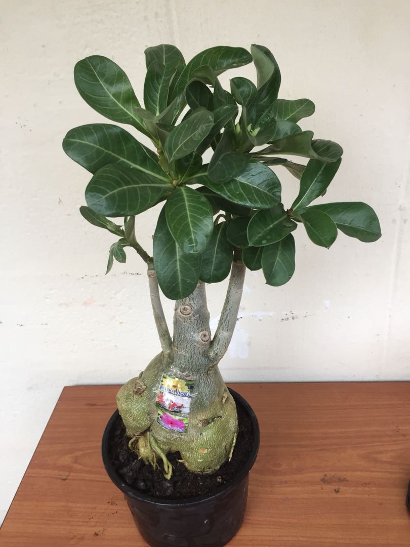 3 colour adenium, Furniture & Home Living, Gardening, Plants & Seeds on ...