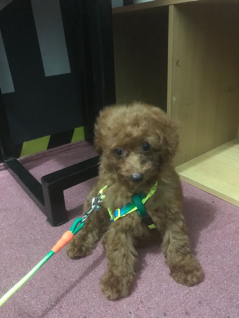 Anjing Poodle Pet Supplies Accessories On Carousell