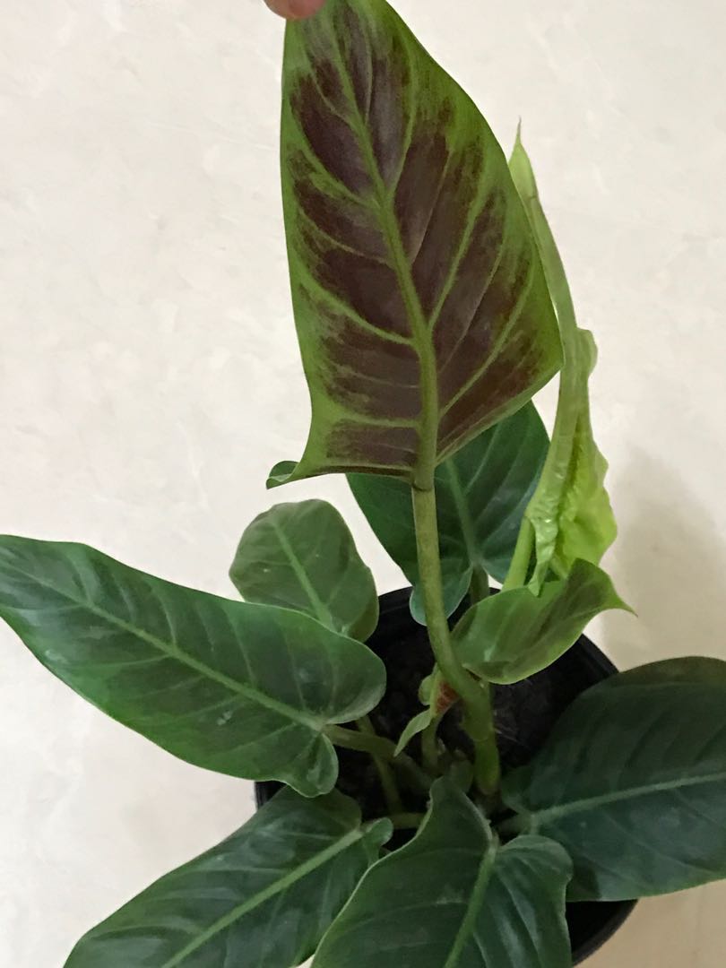 Philodendron Subhastatum For Sale Gardening On Carousell