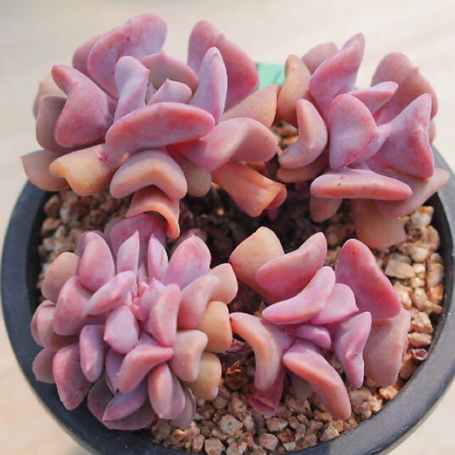 Rare Succulents S045 Echeveria Pulvinata Frosty Cluster First Come First Serve Very Limited Stocks Furniture Home Living Home Decor Other Home Decor On Carousell