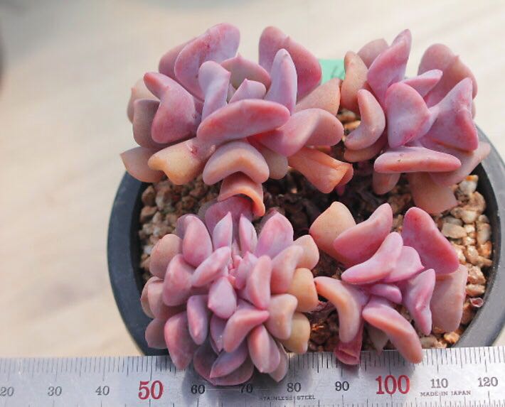 Rare Succulents S045 Echeveria Pulvinata Frosty Cluster First Come First Serve Very Limited Stocks Gardening On Carousell