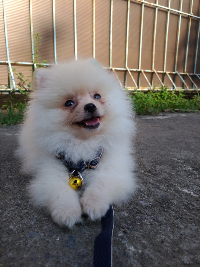 Anak Anjing Super Mini Pom 2 Bulan Everything Else Others On