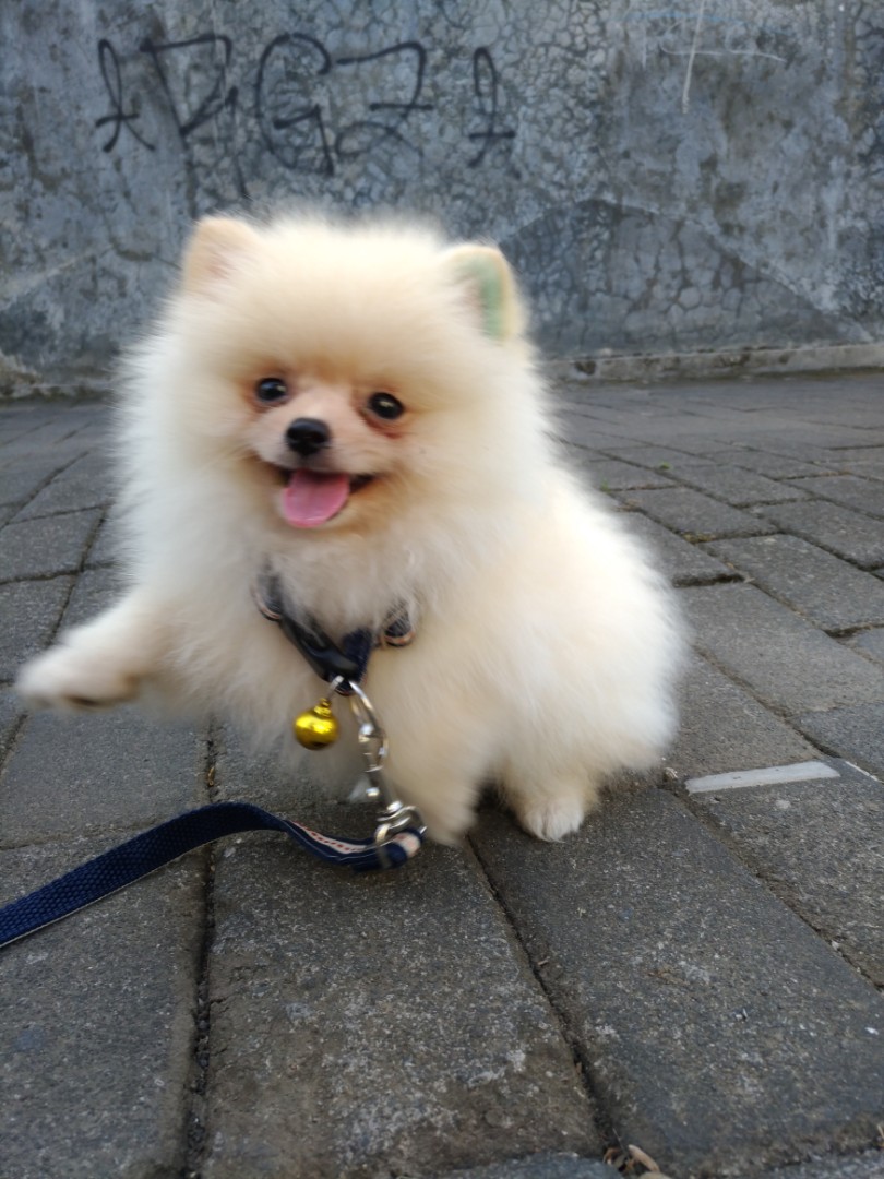 Anak Anjing Super Mini Pom 2 Bulan Everything Else Others On
