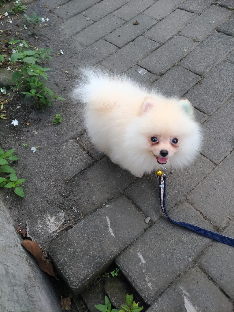 Anak Anjing Super Mini Pom 2 Bulan Everything Else Others On