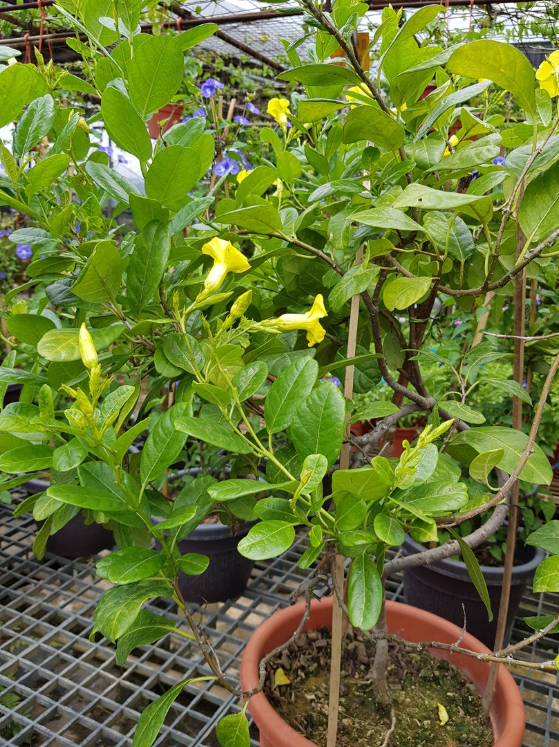 Plant Pentalinon luteum, hammock viper'stail, licelbush, wild allamanda, wild wist yellow