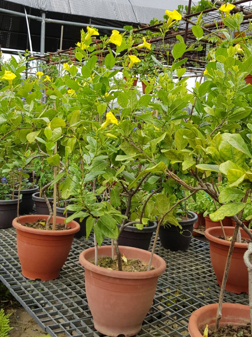 Plant Pentalinon luteum, hammock viper'stail, licelbush, wild allamanda, wild wist yellow