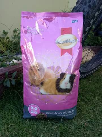 smartheart guinea pig food