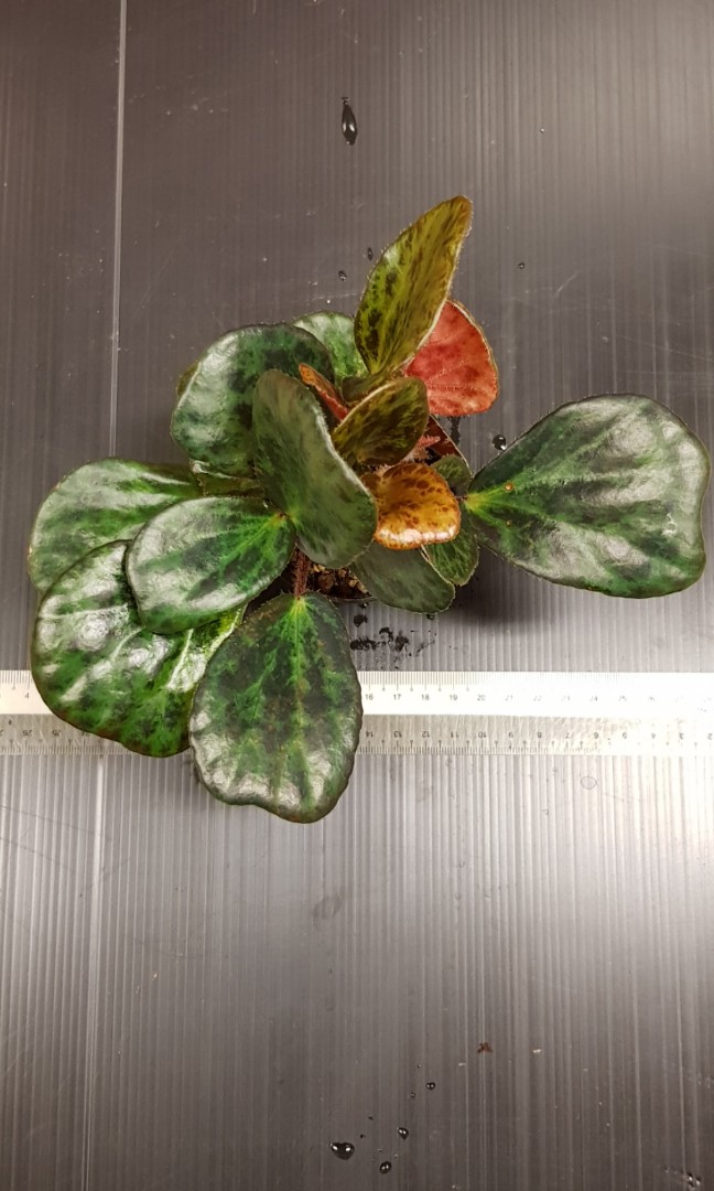 Begonia Blancii Mottled Form Furniture Home Living Gardening Plants Seeds On Carousell