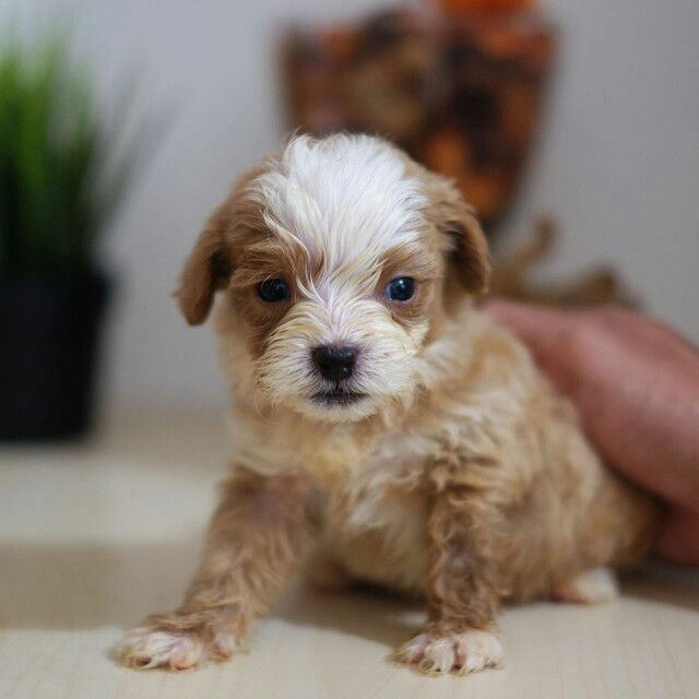 Jual Anjing Mixed Shihtzu Dan Poodle Everything Else Others On