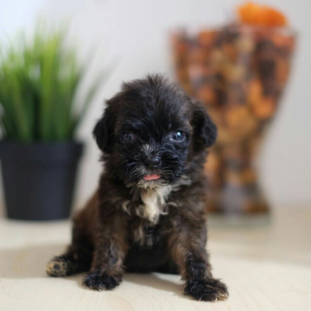 Jual Anjing Mixed Shihtzu Dan Poodle Everything Else Others On