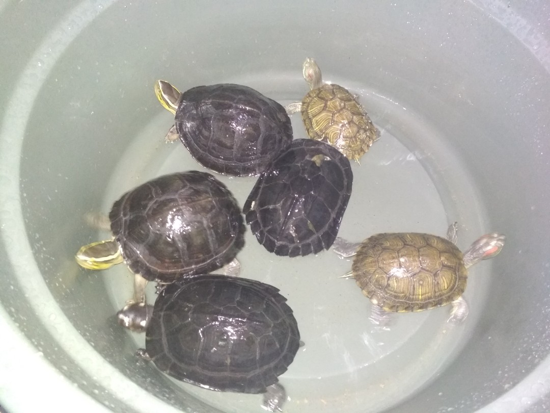 Jual Kura Kura Ambon Kab Bogor L I A R Reptil Tokopedia