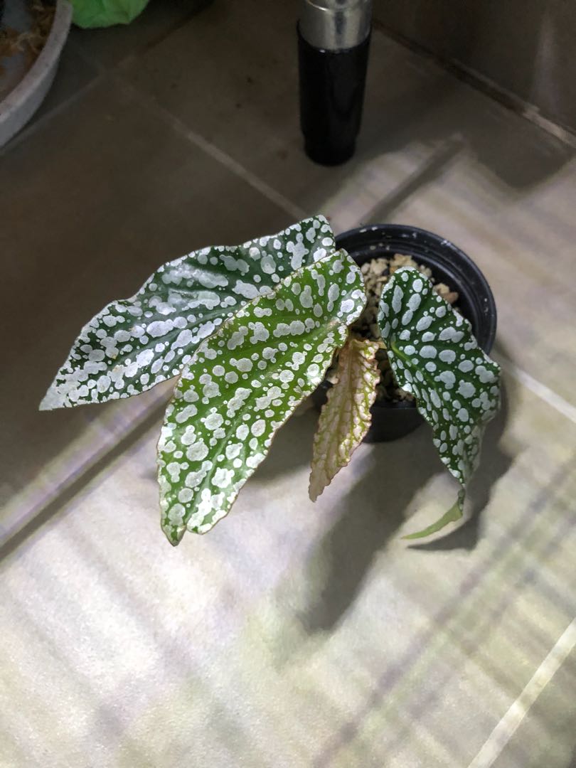 Begonia White Ice Furniture Home Living Gardening Plants Seeds On Carousell