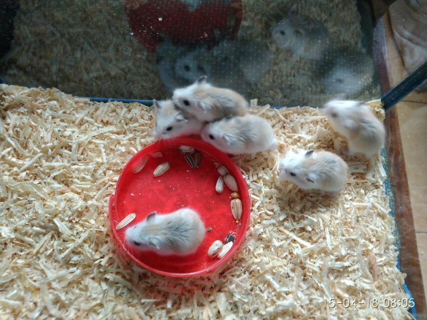 Hamster Roborovski Perlengkapan Hewan Aksesoris Hewan Di Carousell