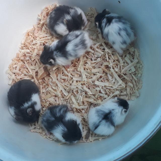 Hamster campbell panda new arrivals