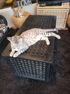 *FREE* Coffee Table cum Storage