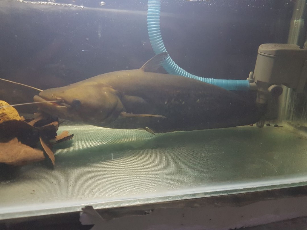 Ikan Predator Tapah Community On Carousell
