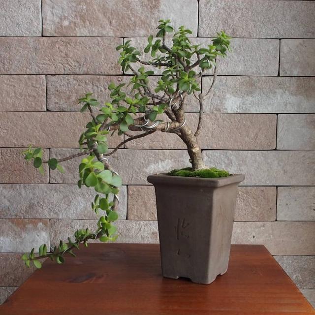 Jade Cascade Bonsai From Cutting, Furniture & Home Living, Gardening