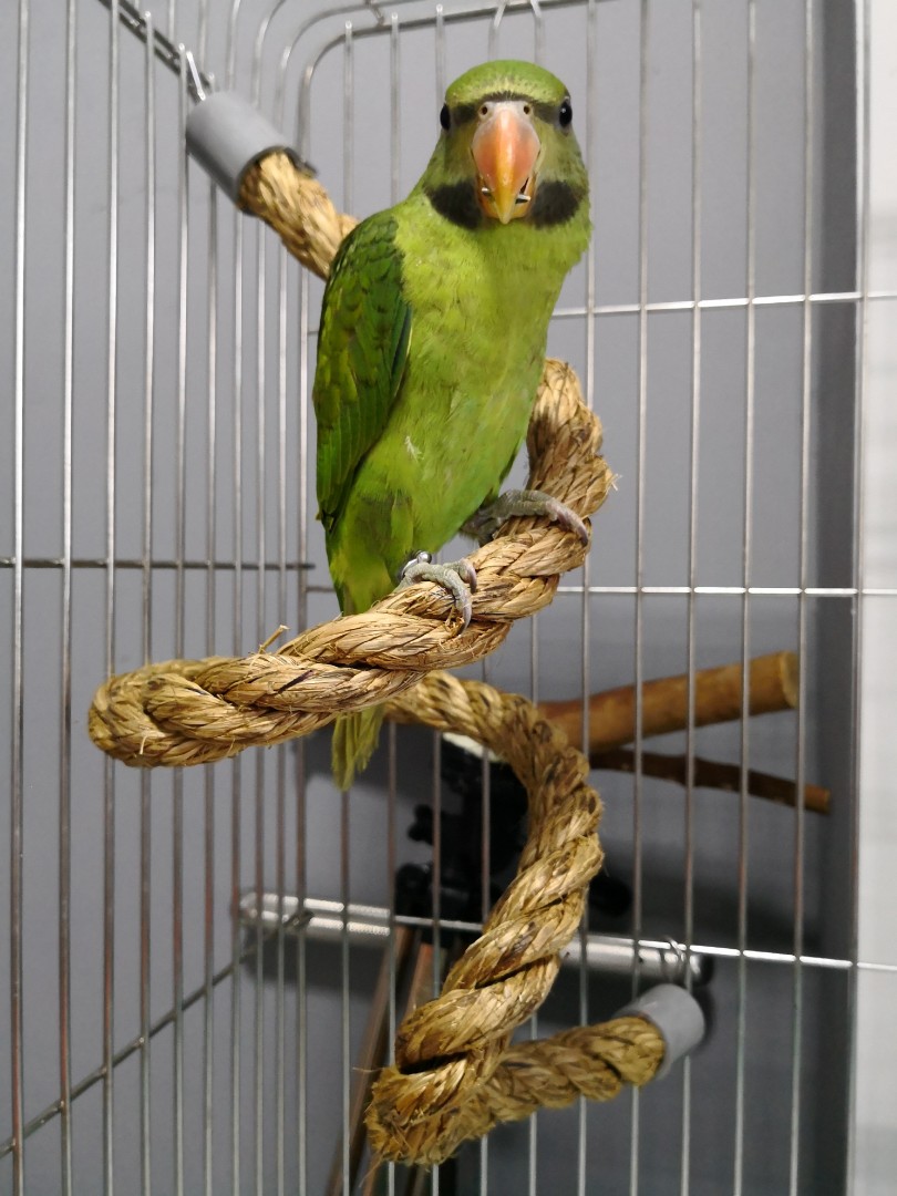 rope perches for parrots