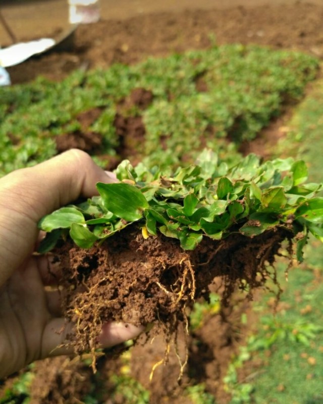 Jual Rumput Gajah Mini Perkebunan Di Carousell