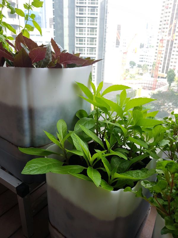 Self Irrigating Grow Your Own Vegetables Pots Gardening On Carou Photo