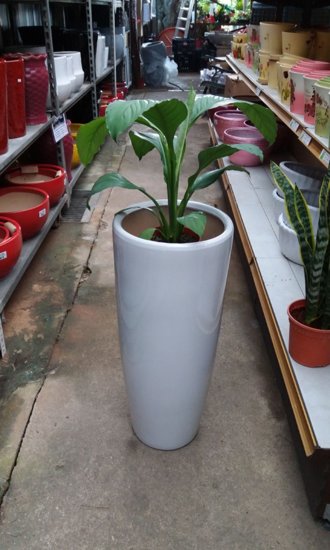 5 Tall Pots Of Indoor Plants Gardening On Carousell