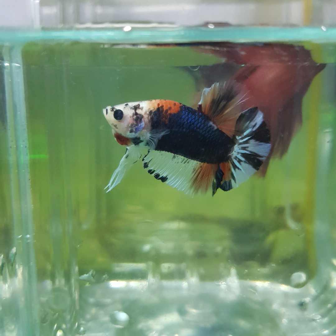 Betta Emerald Candy Pet Supplies On Carousell