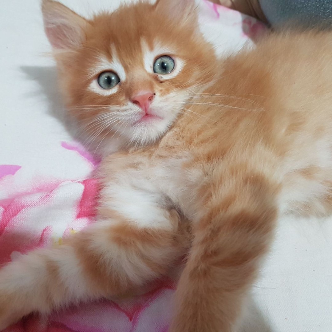 Bengal Maine Coon Cat Mix - Baby Black Kittens For Sale