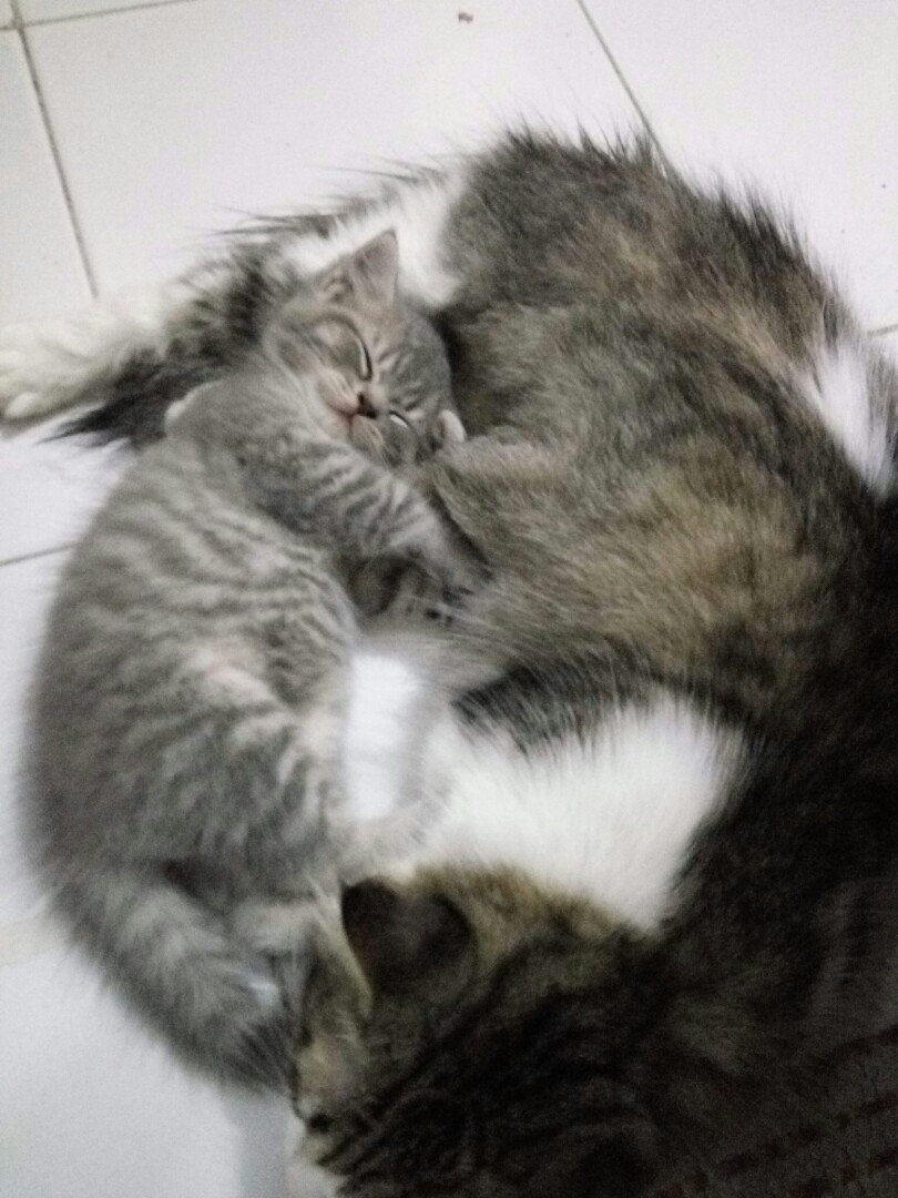 Kucing Persia Betina Female 1thn Dan Kitten Jantan
