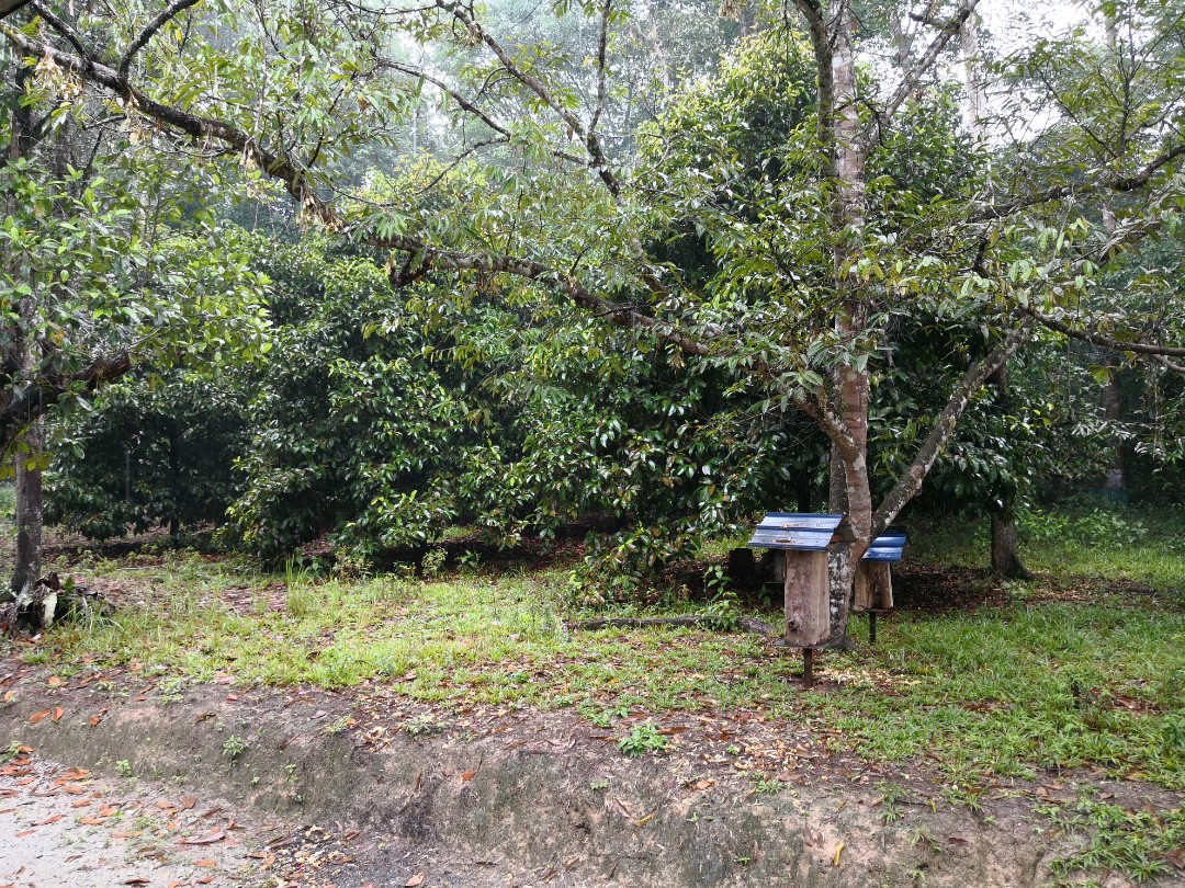 Tanah Dusun Untuk Dijual Hulu Langat Property For Sale On Carousell