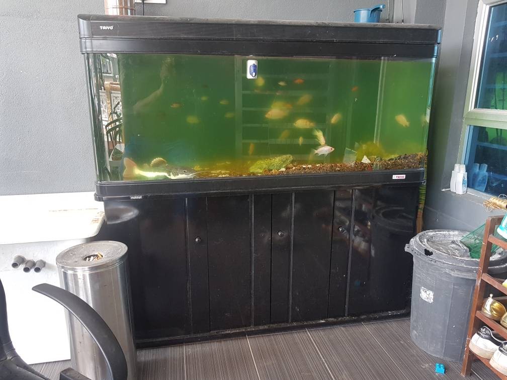 Taiyo aquarium tank new arrivals