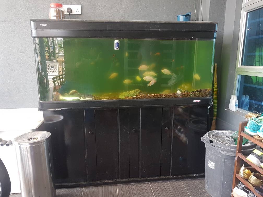 Taiyo aquarium 2025