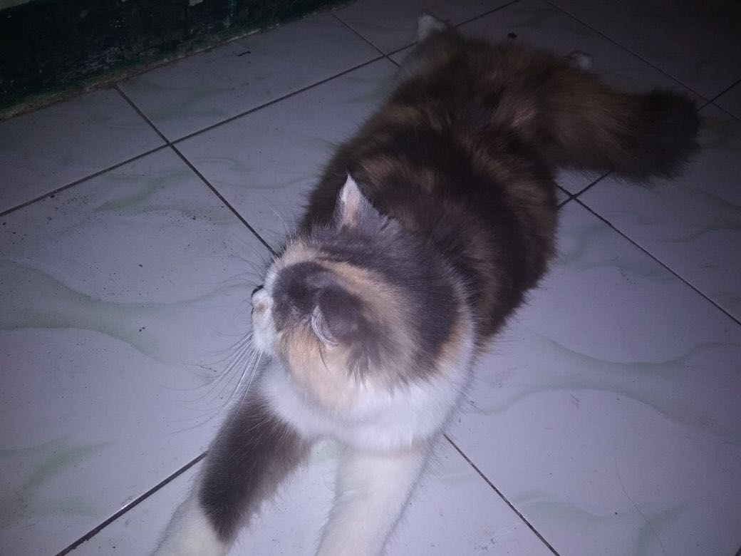 Kucing Persien Medium