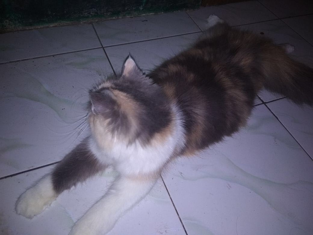 Kucing Persien Medium