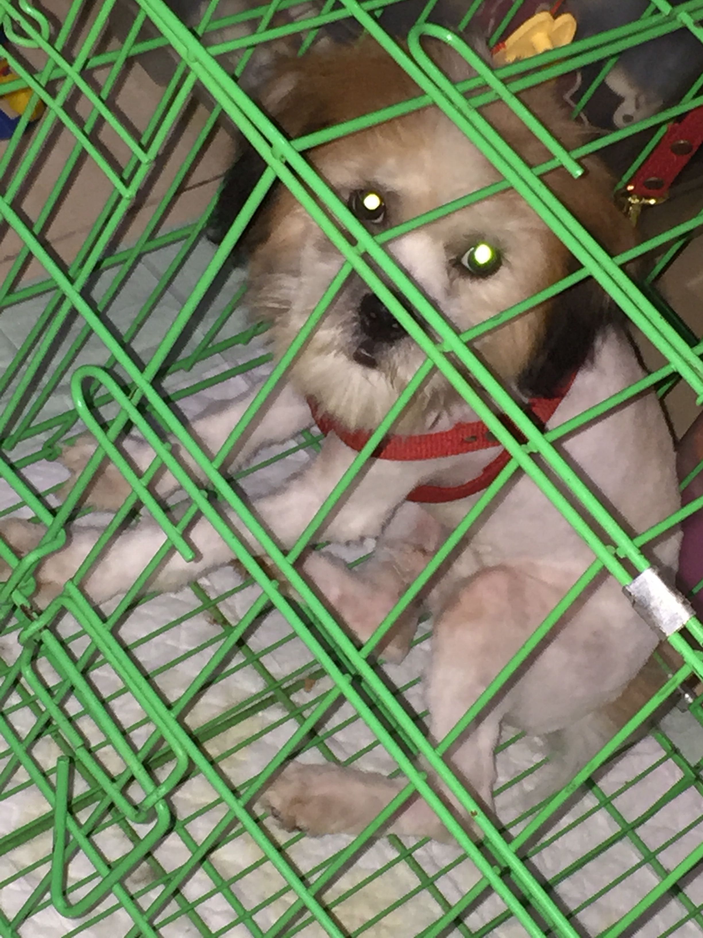 Anjing Shihtzu Mix Maltese Everything Else Others On Carousell
