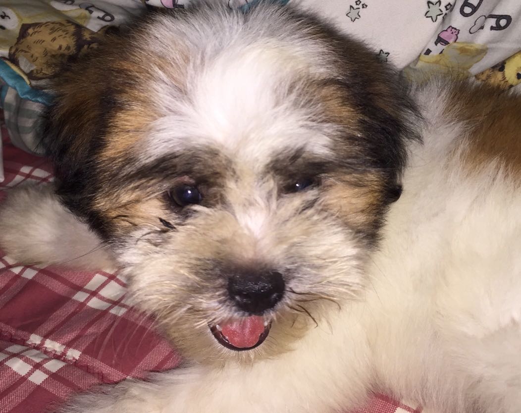 Anjing Shihtzu Mix Maltese Everything Else Others On Carousell